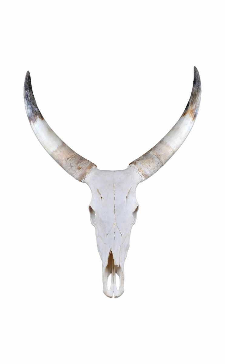 Horns and Skulls